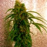 семена конопли очищенные Critical Jack feminised Ganja Seeds