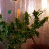 семена конопли прорасти Critical Jack feminised Ganja Seeds