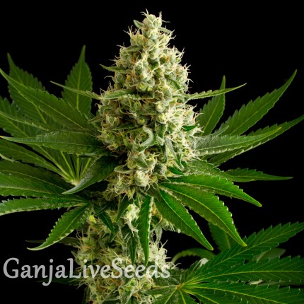 Auto OG Kush feminised Ganja Seeds