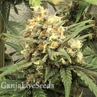 Auto Super Bud feminised GanjaLiveSeeds