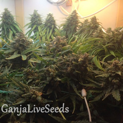 Auto Super Bud feminised GanjaLiveSeeds