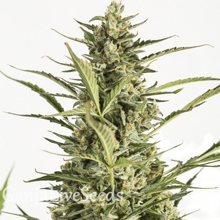 Auto Critical Jack feminised GanjaLiveSeeds