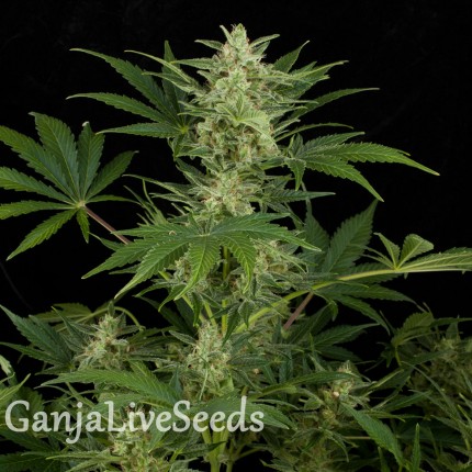 Auto Critical Jack feminised GanjaLiveSeeds