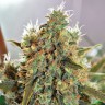 семена конопли пищевые Critical Mass CBD feminised Ganja Seeds