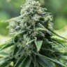 семена конопли курьером Critical Mass CBD feminised Ganja Seeds