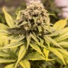 купить семена конопли недорого Critical Mass CBD feminised Ganja Seeds