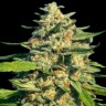 какие семена конопли Critical Mass CBD feminised Ganja Seeds