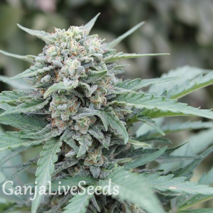 Auto Lemon Skunk feminised Ganja Seeds