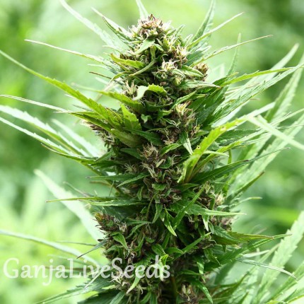 Fruity Jack feminised Ganja Seeds
