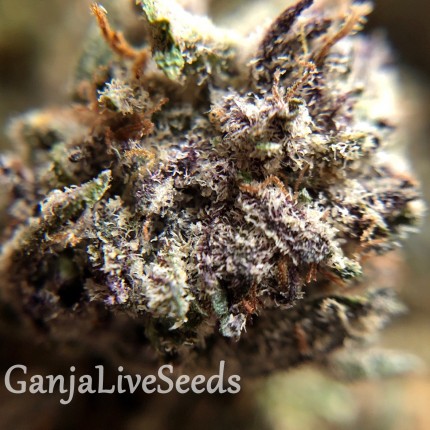 Auto Killer Kush feminised GanjaLiveSeeds