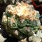 Недорогие семена кактуса Ariocarpus fissuratus