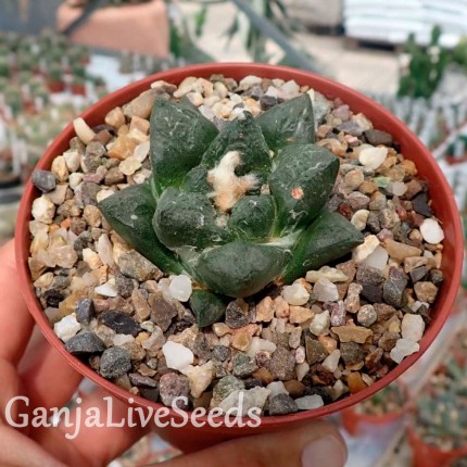 Ariocarpus fissuratus
