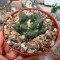 Качественные семена кактуса Ariocarpus fissuratus