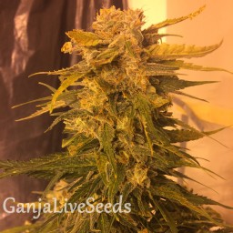 Cream Mandarine feminised Ganja Seeds Fast Version