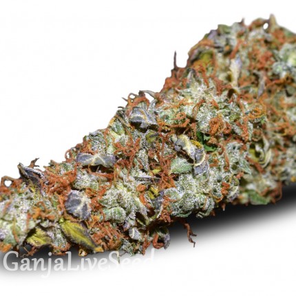 Auto Namor feminised GanjaVIP Seeds