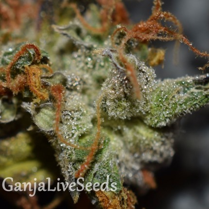 Auto Namor feminised GanjaVIP Seeds