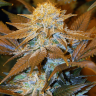 семена конопли оптом Critical Plus feminised Ganja Seeds