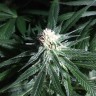 семена конопли свойства Critical Plus feminised Ganja Seeds