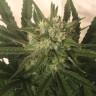 семена конопли украина Critical Plus feminised Ganja Seeds