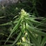 купить семена конопли наложенным Critical Plus feminised Ganja Seeds