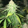 проращивание семян конопли Critical Plus feminised Ganja Seeds