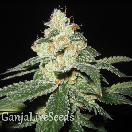 Auto Great White Shark feminised Ganja Seeds