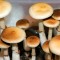 споры грибов Colombian Rust Spore