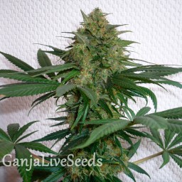Auto Mohan Ram feminised Ganja Seeds