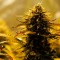 Качественные семена Jack 47 feminised Ganja Seeds