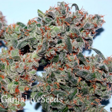 Auto Psylocke feminised GanjaVIP Seeds