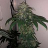 семена технической конопли Flowerbomb Kush feminised Ganja Seeds