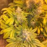 феминизированные семена конопли Flowerbomb Kush feminised Ganja Seeds