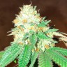 семена голландской конопли Flowerbomb Kush feminised Ganja Seeds