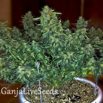 Auto Sweet Tooth feminised GanjaLiveSeeds
