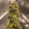 сортовые семена конопли Gorilla Glue feminised Ganja Seeds