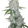 где заказать семена конопли Gorilla Glue feminised Ganja Seeds