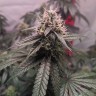 семена конопли вред Gorilla Glue feminised Ganja Seeds