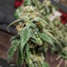 купить семена конопли оптом Gorilla Glue feminised Ganja Seeds