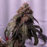 как прорастить семена конопли Gorilla Glue feminised Ganja Seeds