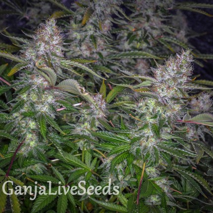 Auto Tutankhamon feminised GanjaLiveSeeds