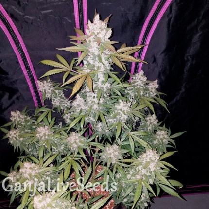 Girl Scout Cookies feminised GanjaLiveSeeds