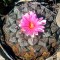 Семена кактуса Ariocarpus lloydii 2.0