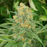 семена конопли польза и вред Green Crack feminised Ganja Seeds