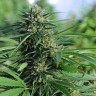 чем полезны семена конопли Green Crack feminised Ganja Seeds