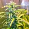 семена конопли как правильно Green Crack feminised Ganja Seeds