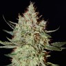 семена конопли индика K-Train feminised Ganja Seeds