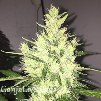 Auto Dr. Grinspoon feminised Ganja Seeds