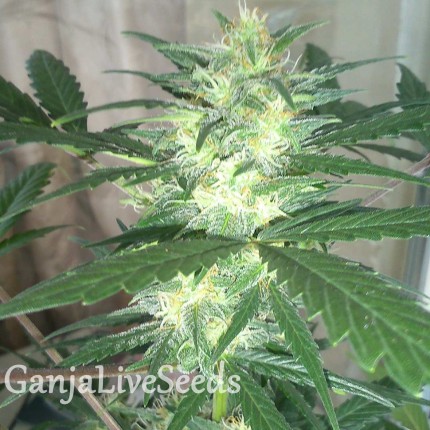 Auto White Dwarf feminised GanjaLiveSeeds