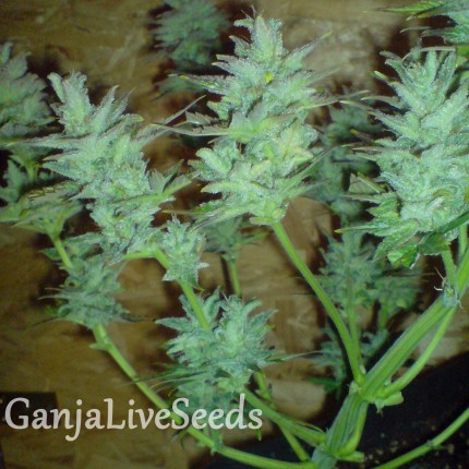 Auto White Dwarf feminised GanjaLiveSeeds