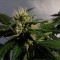 семена конопли почтой Auto White Dwarf feminised Ganja Live Seeds